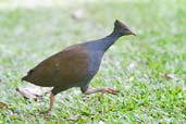 Orange-footed Scrubfowl, Cairns, Queensland, Australia, November 2010 - click for larger image