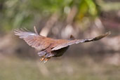 Orange-footed Scrubfowl, Cairns, Queensland, Australia, November 2010 - click for larger image