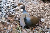 Orange-footed Scrubfowl, Daintree, Queensland, Australia, November 2010 - click for larger image