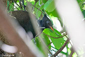 Orange-footed Scrubfowl, Howard Springs, Northern Territory, Australia, October 2013 - click for larger image