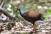 Orange-footed Scrubfowl, Howard Springs, Northern Territory, Australia, October 2013 - click for larger image