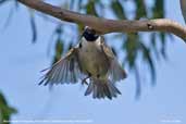 Black-headed Honeyeater, Maria Island, Tasmania, Australia, February 2006 - click for larger image