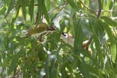 White-throated Honeyeater, Cooktown, Queensland, Australia, November 2010 - click for larger image