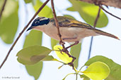 White-throated Honeyeater, Adelaide River, Northern Territory, Australia, October 2013 - click for larger image