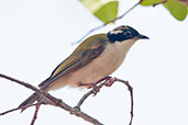 White-throated Honeyeater, Adelaide River, Northern Territory, Australia, October 2013 - click for larger image