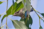 Brown-headed Honeyeater, Murramarang NP, NSW, Australia, March 2006 - click for larger image