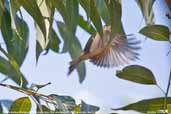 Brown-headed Honeyeater, Murramarang NP, NSW, Australia, March 2006 - click for larger image