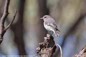 Female Hooded Robin, Mildura, Victoria, Australia, March 2006 - click for larger image