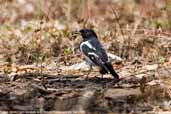 Male Hooded Robin, Mildura, Victoria, Australia, March 2006 - click for larger image