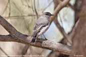 Female Hooded Robin, Mildura, Victoria, Australia, March 2006 - click for larger image