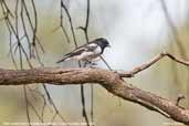 Male Hooded Robin, Mildura, Victoria, Australia, March 2006 - click for larger image