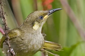 Graceful Honeyeater, Cairns, Queensland, Australia, November 2010 - click for larger image