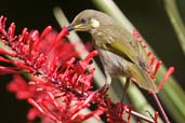 Graceful Honeyeater, Cairns, Queensland, Australia, November 2010 - click for larger image