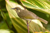 Graceful Honeyeater, Cairns, Queensland, Australia, November 2010 - click for larger image