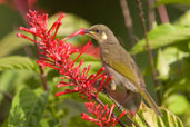 Graceful Honeyeater, Cairns, Queensland, Australia, November 2010 - click for larger image