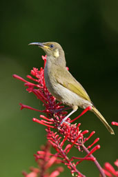 Graceful Honeyeater, Cairns, Queensland, Australia, November 2010 - click for larger image