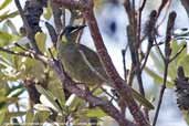 Lewin's Honeyeater, Murramarang NP, NSW, Australia, March 2006 - click for larger image