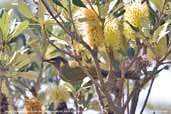 Lewin's Honeyeater, Murramarang NP, NSW, Australia, March 2006 - click for larger image