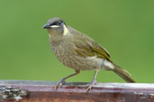 Lewin's Honeyeater, Paluma, Queensland, Australia, December 2010 - click for larger image