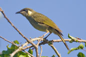 Lewin's Honeyeater, Paluma, Queensland, Australia, December 2010 - click for larger image