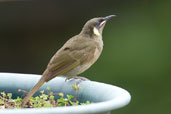 Lewin's Honeyeater, Paluma, Queensland, Australia, December 2010 - click for larger image