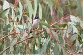 White-naped Honeyeater, You Yangs, Victoria, Australia, February 2006 - click for larger image