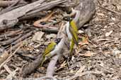 White-naped Honeyeater, You Yangs, Victoria, Australia, February 2006 - click for larger image