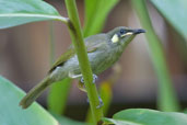 Yellow-spotted Honeyeater, Daintree, Australia, November 2010 - click for larger image