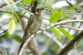 Yellow-spotted Honeyeater, Daintree, Australia, November 2010 - click for larger image