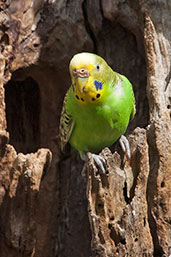 Budgerigar, Cleland Wildlife Park, South Australia, October 2013 - click for larger image