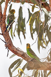 Budgerigar, Ellery Creek Big Hole, Northern Territory, Australia, October 2013 - click for larger image