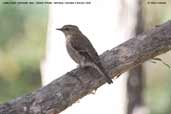 Dusky Robin, Tuhane Airwalk, Tasmania, Australia, January 2006 - click for larger image