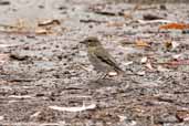 Juvenile Dusky Robin, Hobart, Tasmania, Australia, February 2006 - click for larger image