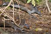 Female and immature Superb Lyrebird, Mallacoota, Victoria, Australia, April 2006 - click for larger image