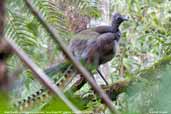 Male Superb Lyrebird, Tarra Bulga NP, Victoria, Australia, April 2006 - click for larger image