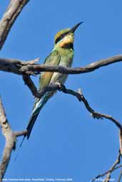 Male Rainbow Bee-eater, Wyperfield, Victoria, Australia, March 2006 - click for larger image