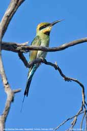 Male Rainbow Bee-eater, Wyperfield, Victoria, Australia, March 2006 - click for larger image