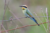 Rainbow Bee-eater, Mareeba, Queensland, Australia, November 2010 - click for larger image