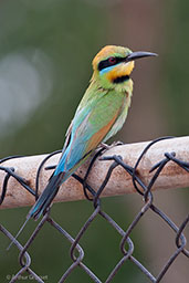  Rainbow Bee-eater, Darwin, Northern Territory, Australia, October 2013 - click for larger image