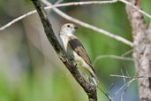 Lemon-bellied Flycatcher, Mareeba, Queensland, Australia, November 2010 - click for larger image