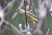 Lemon-bellied Flycatcher, Paluma, Queensland, Australia, December 2010 - click for larger image