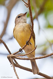 Lemon-bellied Flycatcher, Darwin, Northern Territory, Australia, October 2013 - click for larger image