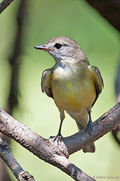 Lemon-bellied Flycatcher, Kakadu, Northern Territory, Australia, October 2013 - click for larger image