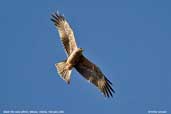 Black Kite, Mildura, Victoria, Australia, February 2006 - click for larger image