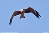 Black Kite, Mildura, Victoria, Australia, March 2006 - click for larger image