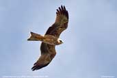 Juvenile Black Kite, Mildura, Victoria, Australia, March 2006 - click for larger image