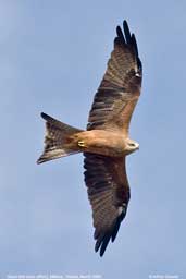 Black Kite, Mildura, Victoria, Australia, March 2006 - click for larger image