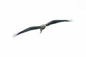 Black Kite, Mareeba, Queensland, Australia, November 2010 - click for larger image