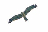 Black Kite, Mareeba, Queensland, Australia, November 2010 - click for larger image