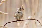 Horsfield's Bushlark, Bool Lagoon, South Australia, February 2006 - click for larger image